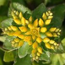 SEDUM AIZOON STONECROP Sedum Aizoon - 200 Bulk Seeds FJ