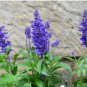 SAGE BLUE Salvia Farinacea - 10,000 Bulk Seeds FJ