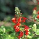 SAGE SCARLET RED Salvia Coccinea - 10,000 Bulk Seeds FJ