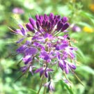 ROCKY MOINTAIN BEEPLANT Cleome Serrulata - 200 Bulk Seeds FJ