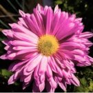 PYRETHRUM ROSE Chrysanthemum Coccineum - 500 Bulk Seeds FJ