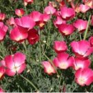 POPPY CASCADE POCKET MIX - 90,000 Bulk Seeds FJ