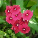PHLOX RED Phlox Drummondii - 1,000 Bulk Seeds FJ