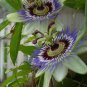 PASSION FLOWER BLUE Passiflora Caerulea - 100 Bulk Seeds FJ