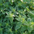 OREGANO ITALIAN ORGANIC Origanum Vulgare - 1,000 Bulk Seeds FJ