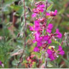 MOUNTAIN GARLAND Clarkia Unguiculata - 10,000 Bulk Seeds FJ
