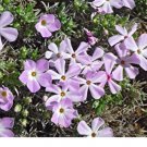MOUNTAIN PHLOX Linanthus Grandiflorus - 10,000 Bulk Seeds FJ