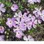 MOUNTAIN PHLOX Linanthus Grandiflorus - 10,000 Bulk Seeds FJ