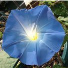 MORNING GLORY HEAVENLY BLUE Ipomoea Tricolor - 2,000 Bulk Untreated Seeds FJ
