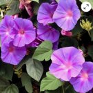 MORNING GLORY MIXED COLORS Ipomoea Purpurea - 1,000 Bulk Seeds FJ