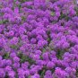 MOSS VERBENA Verbena Tenuisecta - 2,000 Bulk Seeds FJ