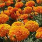 MARIGOLD CRACKERJACK MIXED COLORS Tagetes Erecta - 3,000 Bulk Seeds FJ