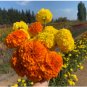 MARIGOLD CRACKERJACK MIXED COLORS Tagetes Erecta - 3,000 Bulk Seeds FJ