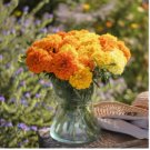 MARIGOLD CRACKERJACK MIXED COLORS Tagetes Erecta - 3,000 Bulk Seeds FJ