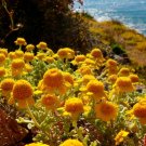 MARQUERITE GOLDEN Anthemis Sancti-Johannis - 1,000 Bulk Seeds FJ