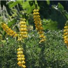 LUPINE GOLDEN YELLOW Lupinus Densiflorus Aureus - 200 Bulk Seeds FJ