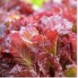 LETTUCE LOOSELEAF RED SAILS Lactuca Sativa - 500 Bulk Seeds FJ