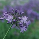 LILY OF THE NILE Agapanthus Headbourne Hybrids - 20 Bulk Seeds FJ