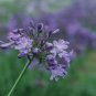 LILY OF THE NILE Agapanthus Headbourne Hybrids - 20 Bulk Seeds FJ