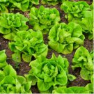 LETTUCE BUTTERHEAD BIBB SLOW BOLTING Lactuca Sativa - 2,000 Bulk Seeds FJ