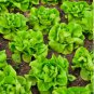 LETTUCE BUTTERHEAD BIBB SLOW BOLTING Lactuca Sativa - 2,000 Bulk Seeds FJ