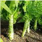 LETTUCE LOOSELEAF CELTUCE Lactuca Sativa - 2,000 Bulk Seeds FJ