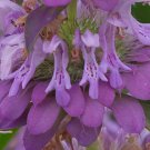 LEMON MINT BEEBALM Monarda Citriodora - 7,500 Bulk Seeds FJ