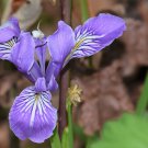 IRIS OREGON Iris Tenax - 50 Bulk Seeds FJ