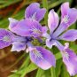 IRIS OREGON Iris Tenax - 50 Bulk Seeds FJ