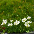 IRISH MOSS PEARLWORT Sagina Subulata - 3,000 Bulk Seeds FJ