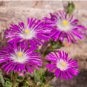 ICE PLANT PURPLE STARDUST Delosperma Floribunda - 200 Bulk Seeds FJ