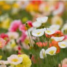 ICELAND POPPY Papaver Nudicaule - 22,000 Bulk Seeds FJ