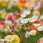 ICELAND POPPY Papaver Nudicaule - 22,000 Bulk Seeds FJ