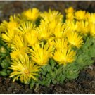 ICE PLANT GOLD NUGGET Delosperma Congestum - 100 Bulk Seeds FJ