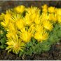 ICE PLANT GOLD NUGGET Delosperma Congestum - 100 Bulk Seeds FJ