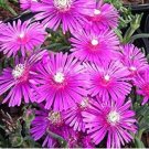 ICE PLANT PINK TABLE MOUNTAIN Delosperma Cooperi - 200 Bulk Seeds FJ