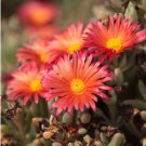 ICE PLANT GELATO ORANGE Dorotheanthus Bellidiformis - 1,000 Bulk Seeds FJ