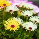 ICE PLANT GELATO YELLOW Dorotheanthus Bellidiformis - 1,000 Bulk Seeds FJ