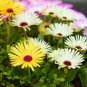 ICE PLANT GELATO YELLOW Dorotheanthus Bellidiformis - 1,000 Bulk Seeds FJ