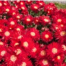 ICE PLANT GELATO BRIGHT RED Dorotheanthus Bellidiformis - 1,000 Bulk Seeds FJ