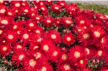 ICE PLANT GELATO BRIGHT RED Dorotheanthus Bellidiformis - 1,000 Bulk Seeds FJ