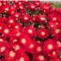 ICE PLANT GELATO BRIGHT RED Dorotheanthus Bellidiformis - 1,000 Bulk Seeds FJ