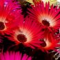 ICE PLANT GELATO BRIGHT RED Dorotheanthus Bellidiformis - 1,000 Bulk Seeds FJ