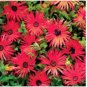 ICE PLANT GELATO BRIGHT RED Dorotheanthus Bellidiformis - 1,000 Bulk Seeds FJ