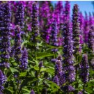 HYSSOP LAVENDER LICORICE MINT Agastache Foeniculum - 15,000 Bulk Seeds FJ