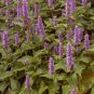 HYSSOP LAVENDER LICORICE MINT Agastache Foeniculum - 15,000 Bulk Seeds FJ
