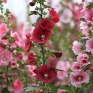 HOLLYHOCK INDIAN SPRING MIXED COLORS Alcea Rosea - 300 Bulk Seeds FJ HOLLYHOCK INDIAN SPRING MIXED COLORS Alcea Rosea - 300 Bulk Seeds FJ