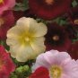 HOLLYHOCK INDIAN SPRING MIXED COLORS Alcea Rosea - 300 Bulk Seeds FJ