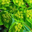 HARE'S EAR Bupleurum Rotundifolium Griffithii - 500 Bulk Seeds FJ