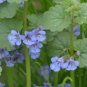 GROUND IVY Glechoma Hederacea - 500 Bulk Seeds FJ